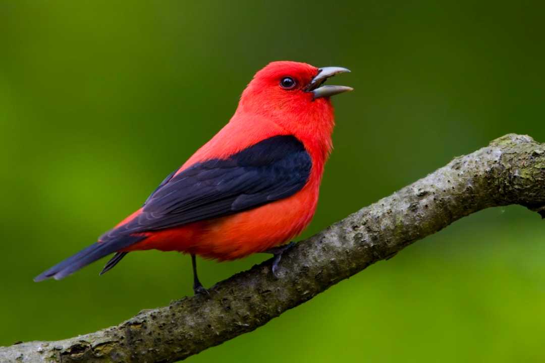 Scarlet tanager sitting on a tree branch